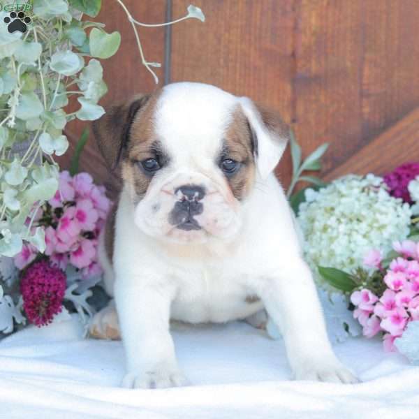 Peaches, English Bulldog Puppy