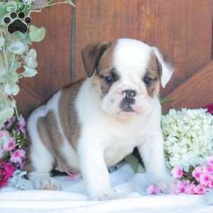 Peaches, English Bulldog Puppy
