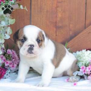 Peaches, English Bulldog Puppy