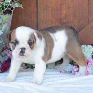 Peaches, English Bulldog Puppy