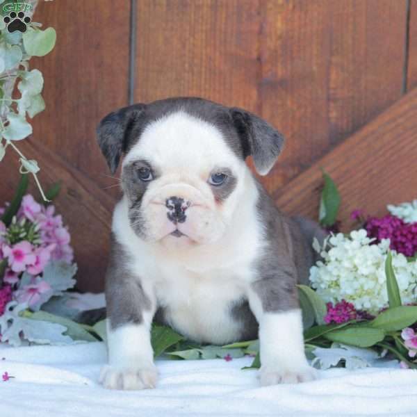 Tater Tot, English Bulldog Puppy