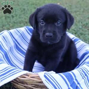 Kaylee, Black Labrador Retriever Puppy