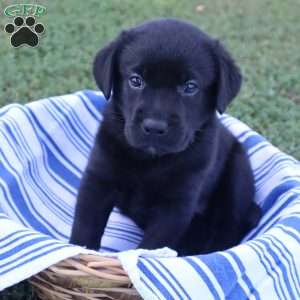 Kaylee, Black Labrador Retriever Puppy