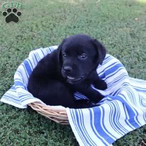 Kaylee, Black Labrador Retriever Puppy