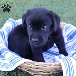 Kaylee, Black Labrador Retriever Puppy