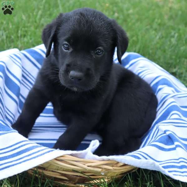 Kaylee, Black Labrador Retriever Puppy