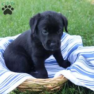 Kaylee, Black Labrador Retriever Puppy