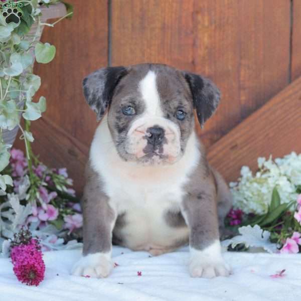 Meatball, English Bulldog Puppy