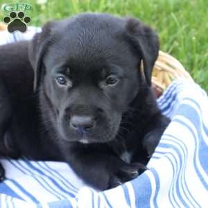 Kade, Black Labrador Retriever Puppy