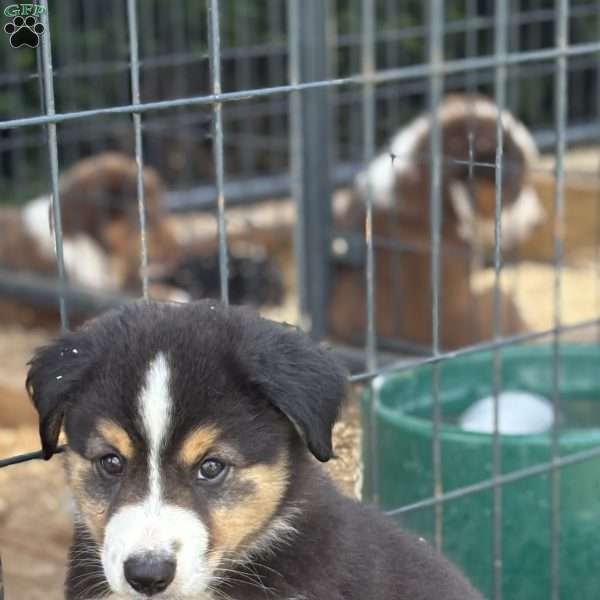 Finn, Miniature Australian Shepherd Puppy