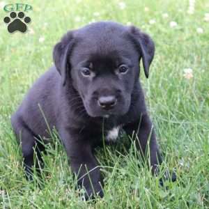 Kade, Black Labrador Retriever Puppy