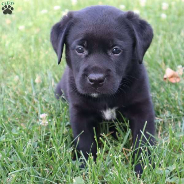 Kade, Black Labrador Retriever Puppy