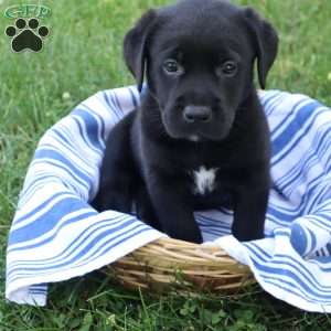Kade, Black Labrador Retriever Puppy