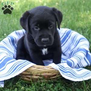 Kade, Black Labrador Retriever Puppy