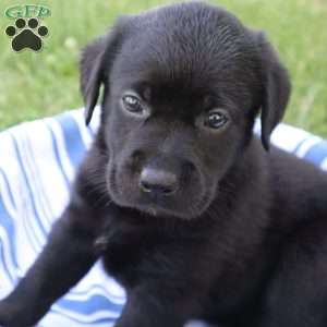 Kari, Black Labrador Retriever Puppy