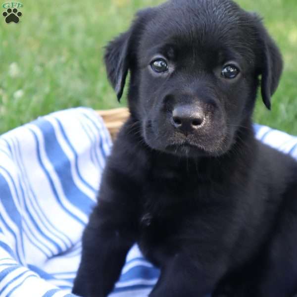 Kari, Black Labrador Retriever Puppy