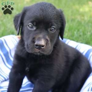 Kari, Black Labrador Retriever Puppy