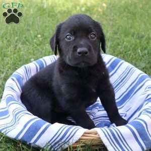 Kari, Black Labrador Retriever Puppy