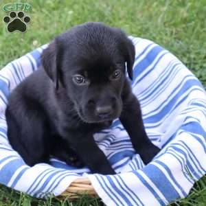 Kari, Black Labrador Retriever Puppy