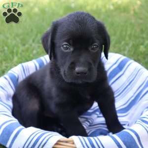 Kari, Black Labrador Retriever Puppy