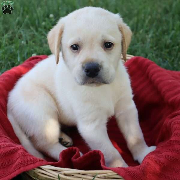 Kirby, Yellow Labrador Retriever Puppy