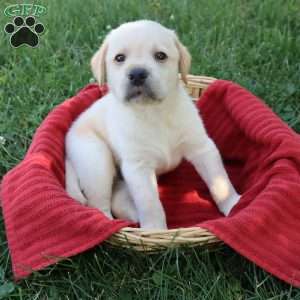 Kirby, Yellow Labrador Retriever Puppy