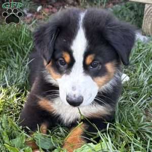 Gus, Miniature Australian Shepherd Puppy