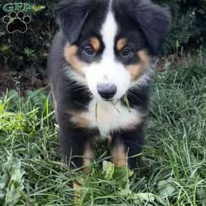 Gus, Miniature Australian Shepherd Puppy