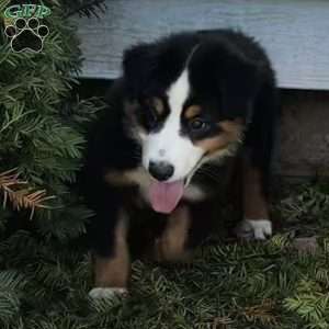 Gus, Miniature Australian Shepherd Puppy