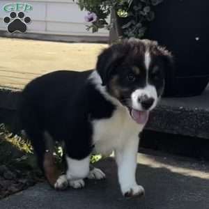 Bear, Miniature Australian Shepherd Puppy