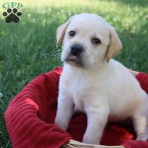 Kirby, Yellow Labrador Retriever Puppy