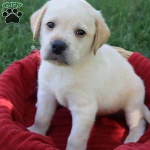 Kirby, Yellow Labrador Retriever Puppy