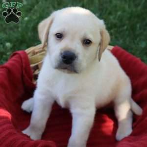 Kirby, Yellow Labrador Retriever Puppy
