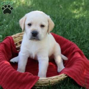 Kirby, Yellow Labrador Retriever Puppy