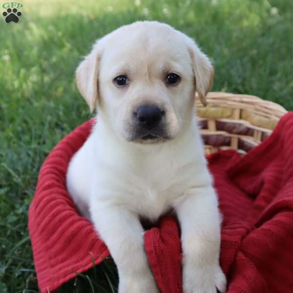 Kabela, Yellow Labrador Retriever Puppy