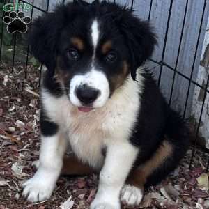 Bear, Miniature Australian Shepherd Puppy