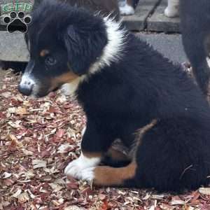 Winston, Miniature Australian Shepherd Puppy