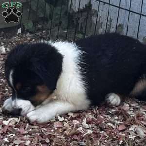 Bear, Miniature Australian Shepherd Puppy