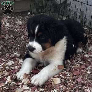 Bear, Miniature Australian Shepherd Puppy