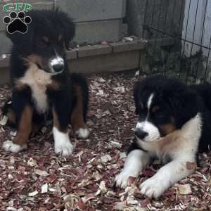 Bear, Miniature Australian Shepherd Puppy