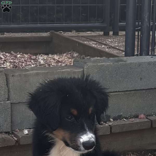 Winston, Miniature Australian Shepherd Puppy