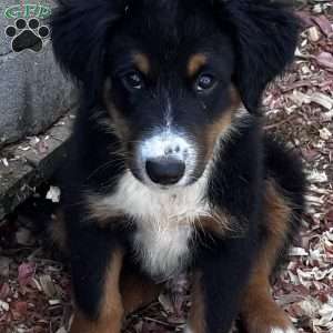 Winston, Miniature Australian Shepherd Puppy
