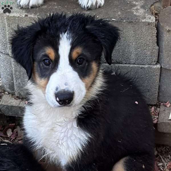 Beau, Miniature Australian Shepherd Puppy