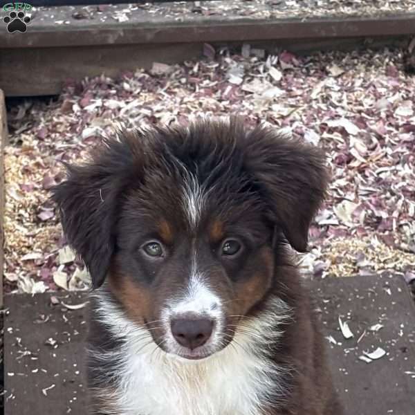 Lily, Miniature Australian Shepherd Puppy