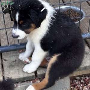 Bear, Miniature Australian Shepherd Puppy