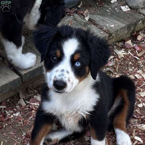Sadie, Miniature Australian Shepherd Puppy