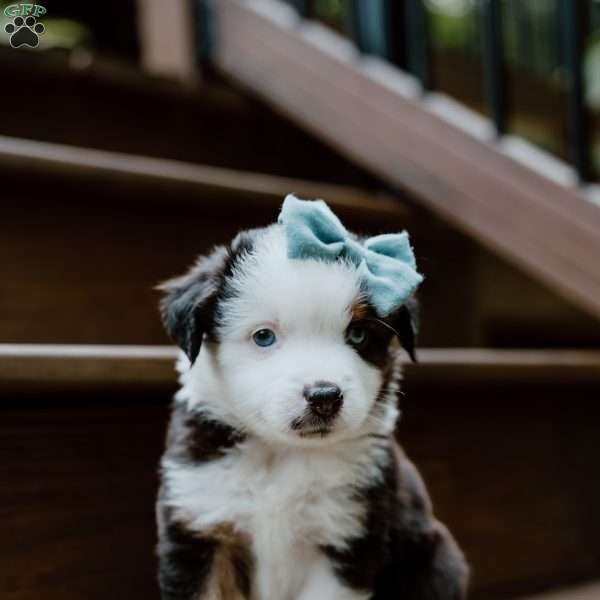 Thunder, Miniature Australian Shepherd Puppy