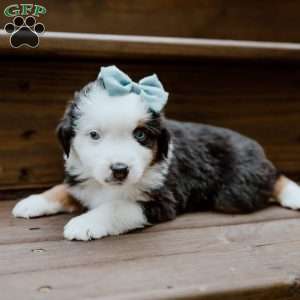 Thunder, Miniature Australian Shepherd Puppy