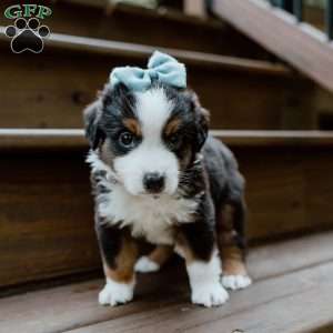 Lightning, Miniature Australian Shepherd Puppy