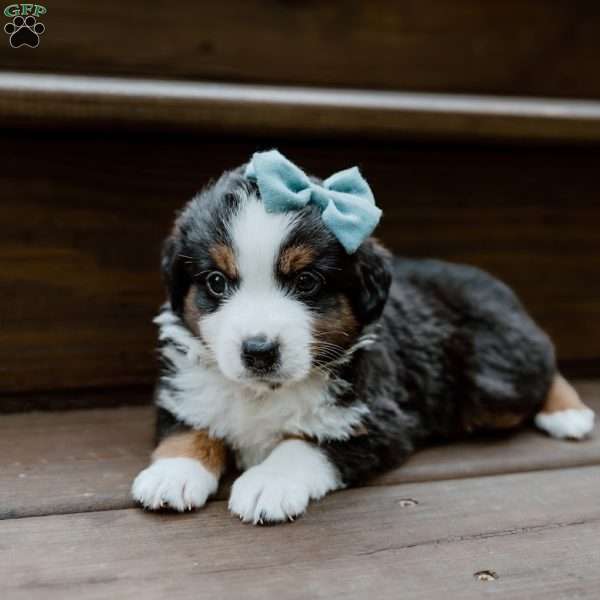 Lightning, Miniature Australian Shepherd Puppy